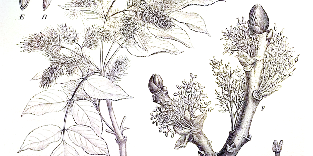 Fraxinus_sp_EP-IV2-003