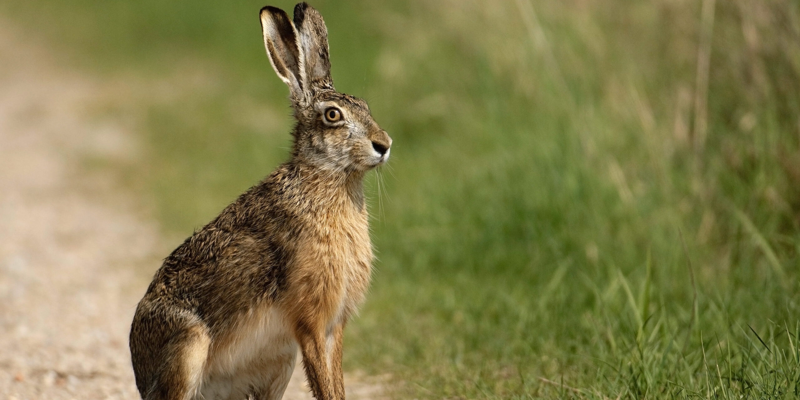 Europäischer Feldhase, Brown hare, Lepus capensis