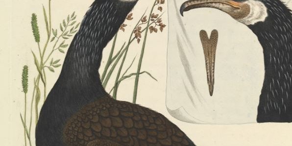 Kormoran
